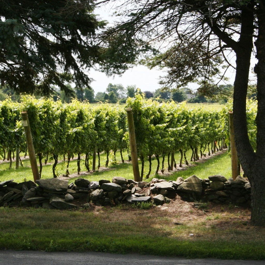vineyards1